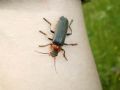 Cantharis fusca